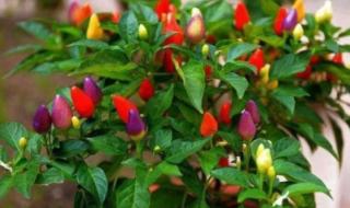 七彩椒可以吃吗 七彩椒可以吃吗